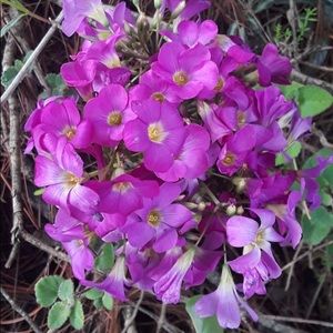 Meet your Posher, Bertha